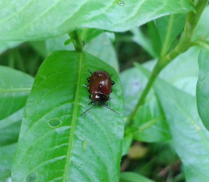 Chrysolina polita - réti mentalevelész Chrysolina polita - réti mentalevelész
