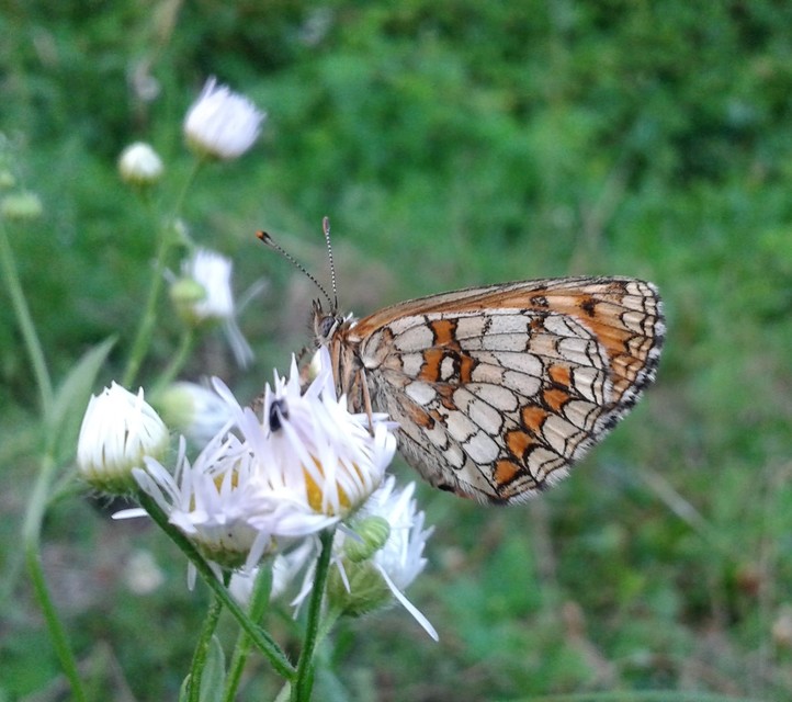 Melitaea athalia - közönséges tarkalepke