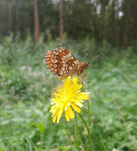 Melitaea athalia - közönséges tarkalepke