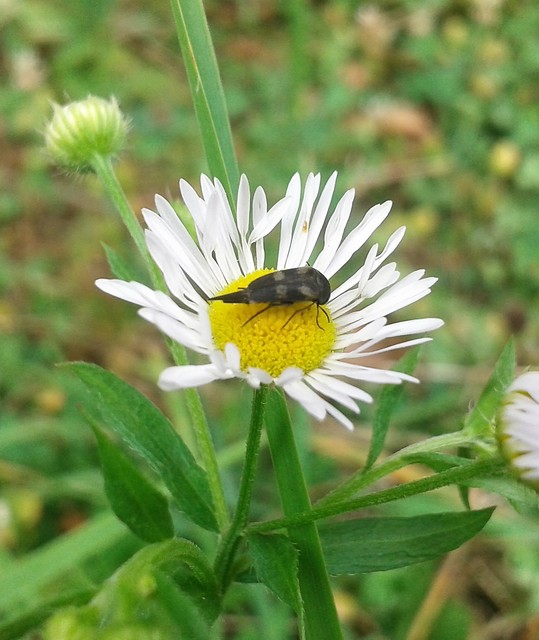 Variimorda villosa - szalagos maróka