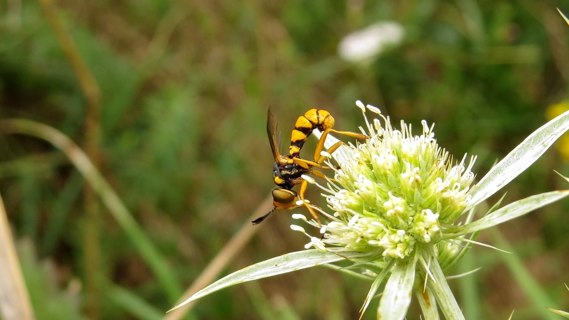 Conops silaceus