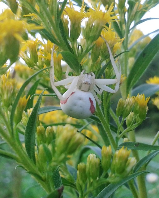 Misumena vatia - viráglakó karolópók