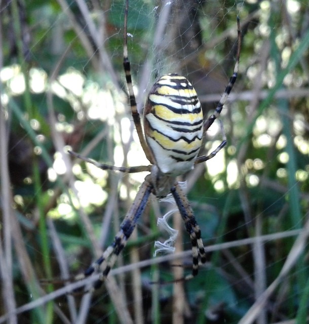 Argiope bruennichi - darázspók