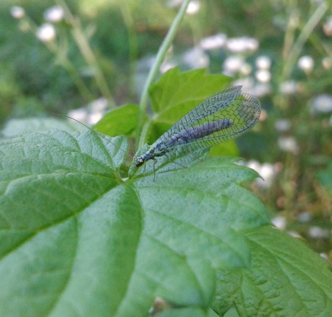 Chrysopidae - zöldfátyolkák