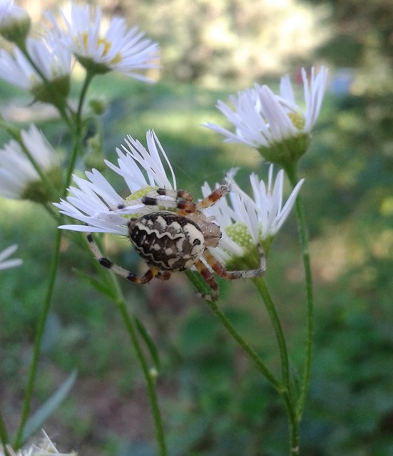 Araneus marmoreus - márványos keresztespók