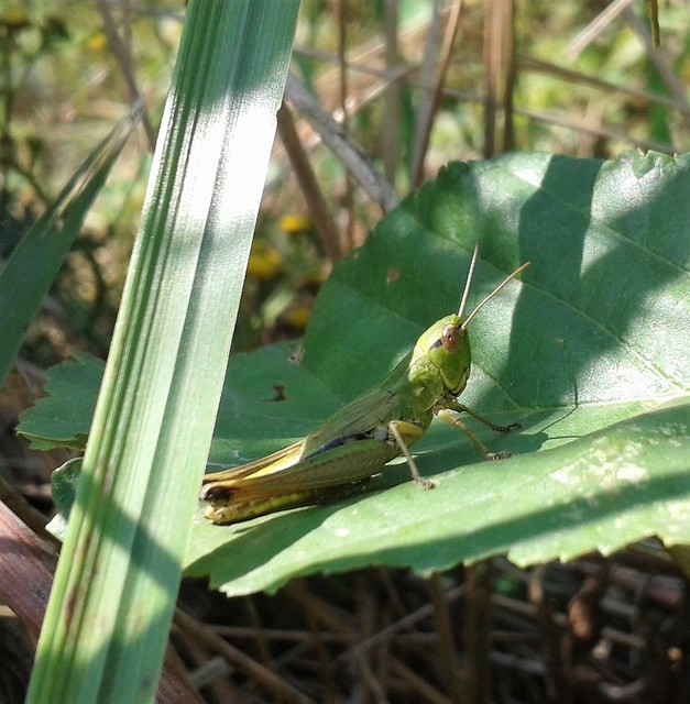 Pseudochorthippus parallelus - közönséges rétisáska