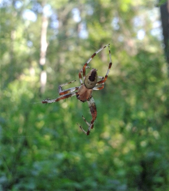 Araneus marmoreus - márványos keresztespók