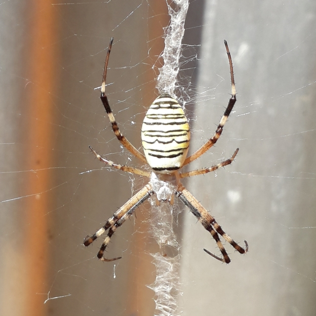 Argiope bruennichi - darázspók