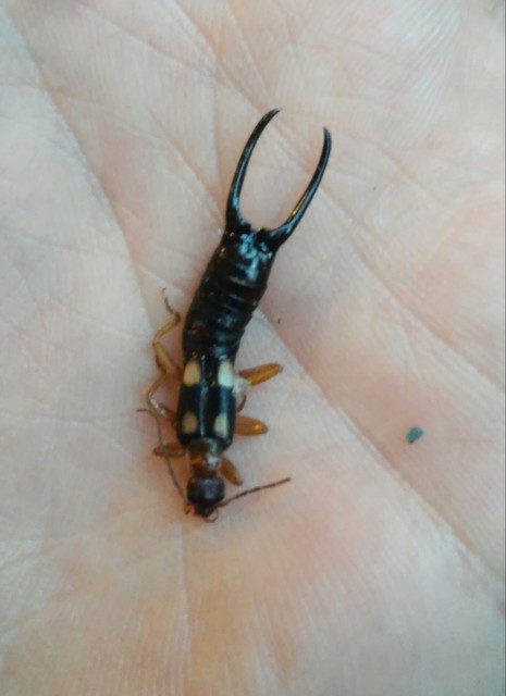 Forficula smyrnensis - szmirnai fülbemászó