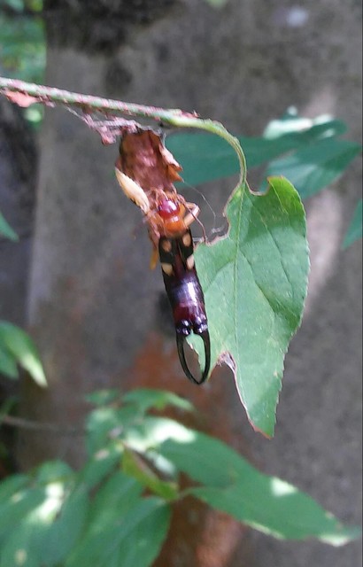 Forficula smyrnensis - szmirnai fülbemászó