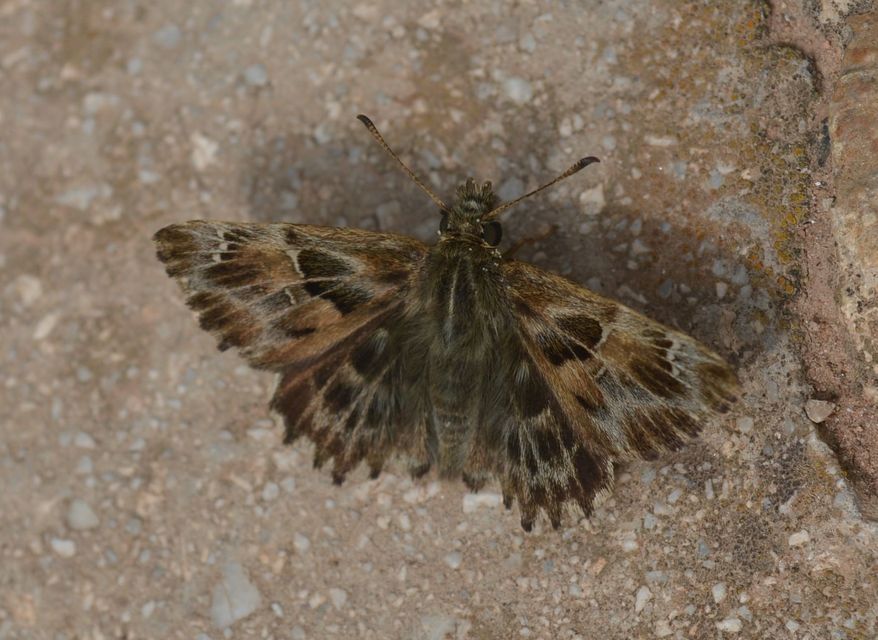 Carcharodus alceae - mályva-busalepke