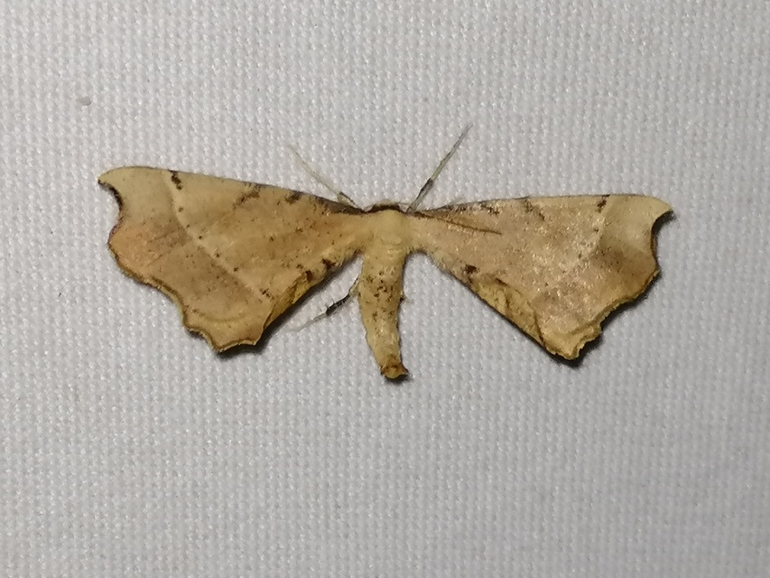 Artiora evonymaria - kecskerágó-araszoló