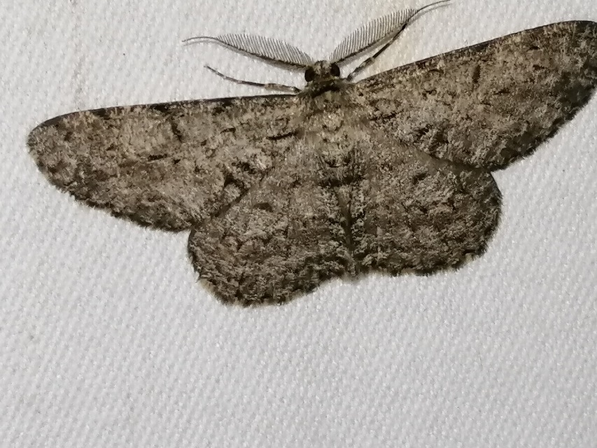 Hypomecis roboraria - nagy tölgyfaaraszoló