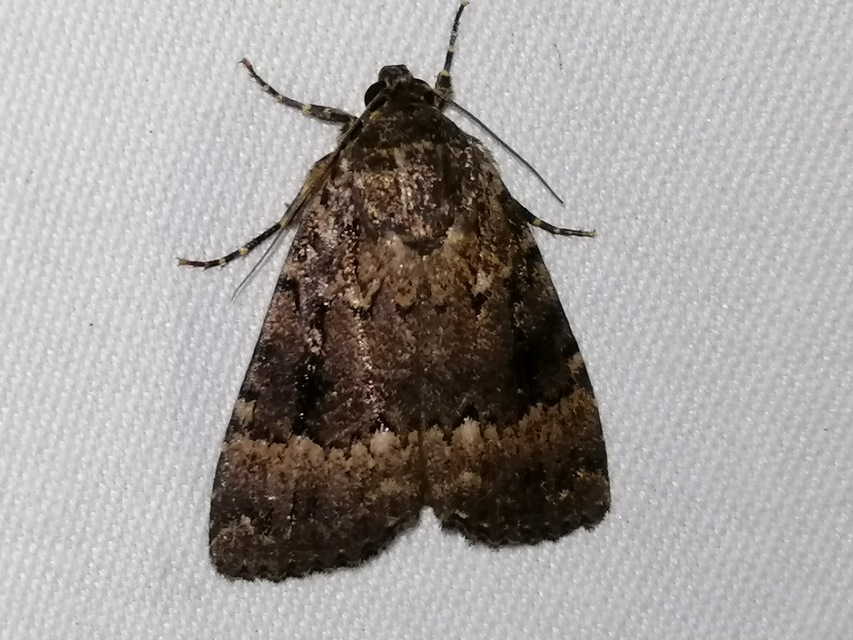 Amphipyra berbera/pyramidea