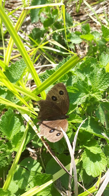 Minois dryas - fekete szemeslepke