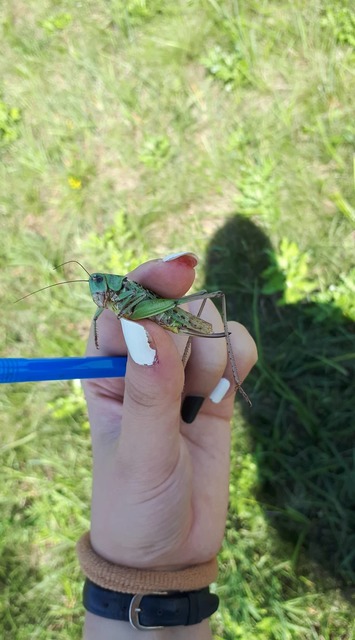Decticus verrucivorus - szemölcsevő szöcske