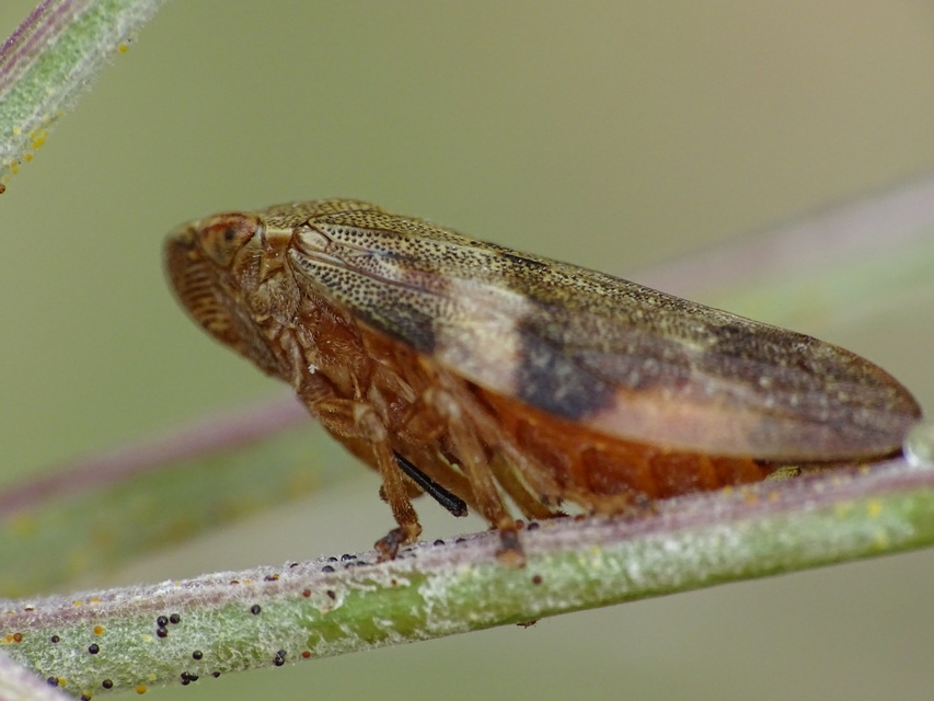 Aphrophora alni