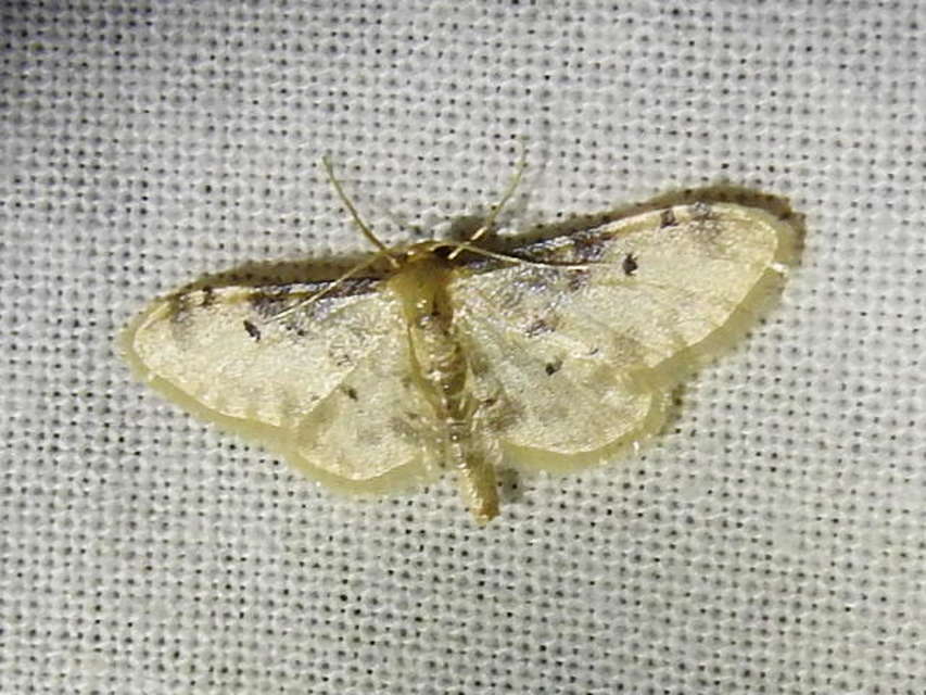 Idaea filicata - sötéttövű apróaraszoló
