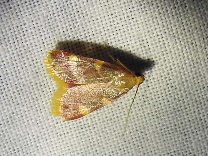 Hypsopygia costalis - szénailonca