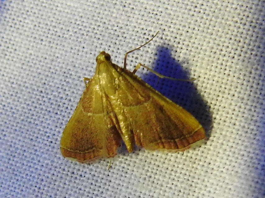 Endotricha flammealis - tüzesszárnyú fényilonca