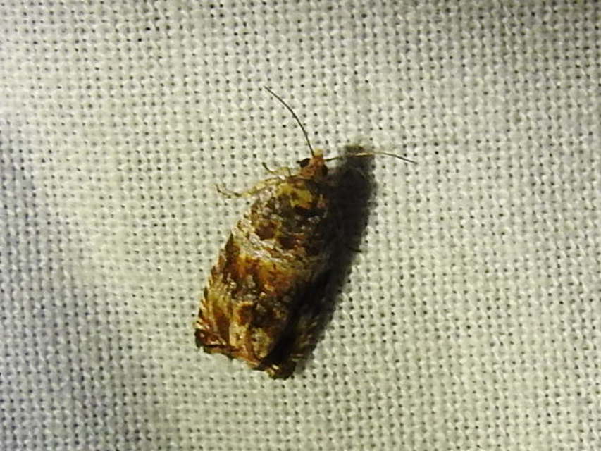 Celypha