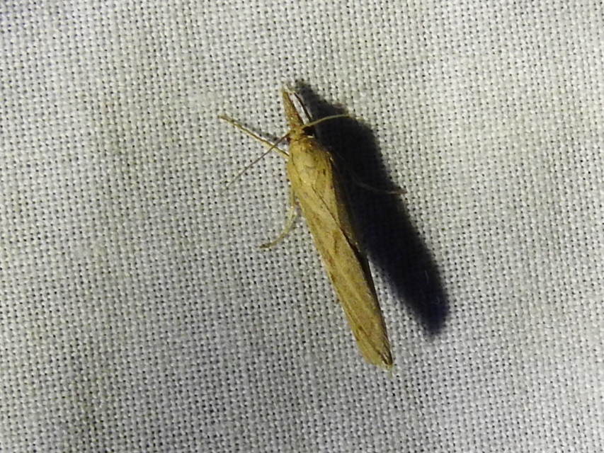 Pediasia contaminella - mocskos fűgyökérmoly