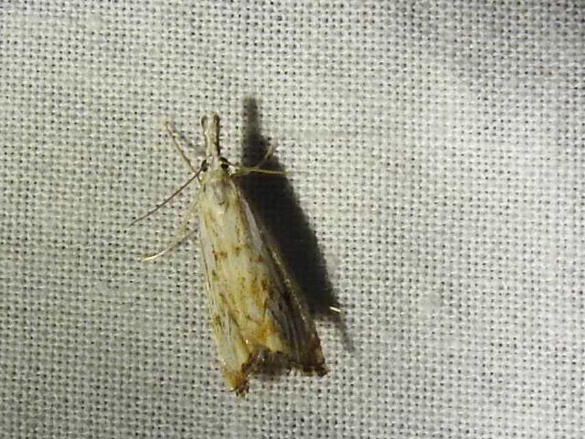 Catoptria falsella - hálós fűgyökérmoly