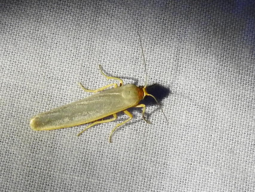 Eilema complana - közönséges zuzmószövő