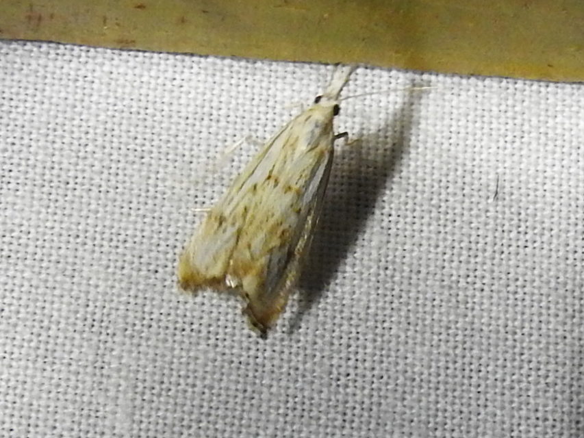 Catoptria falsella - hálós fűgyökérmoly