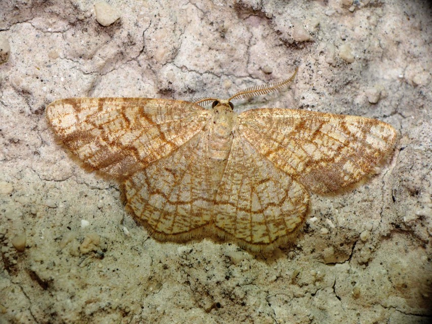 Stegania dilectaria - fehérnyár-araszoló