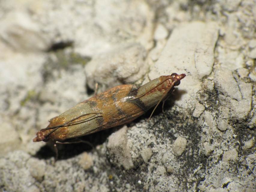 Plodia interpunctella - aszalványmoly