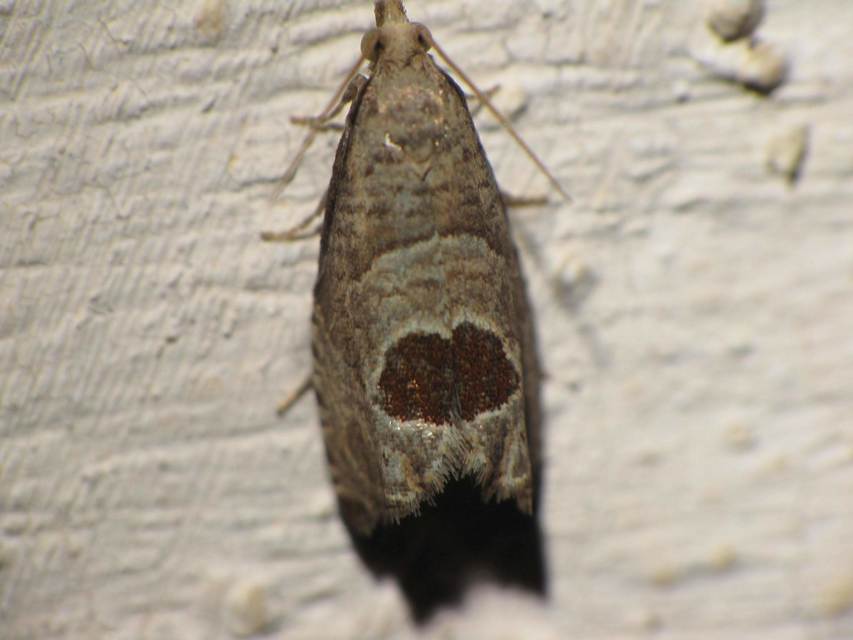 Notocelia uddmanniana - málnasodró tükrösmoly