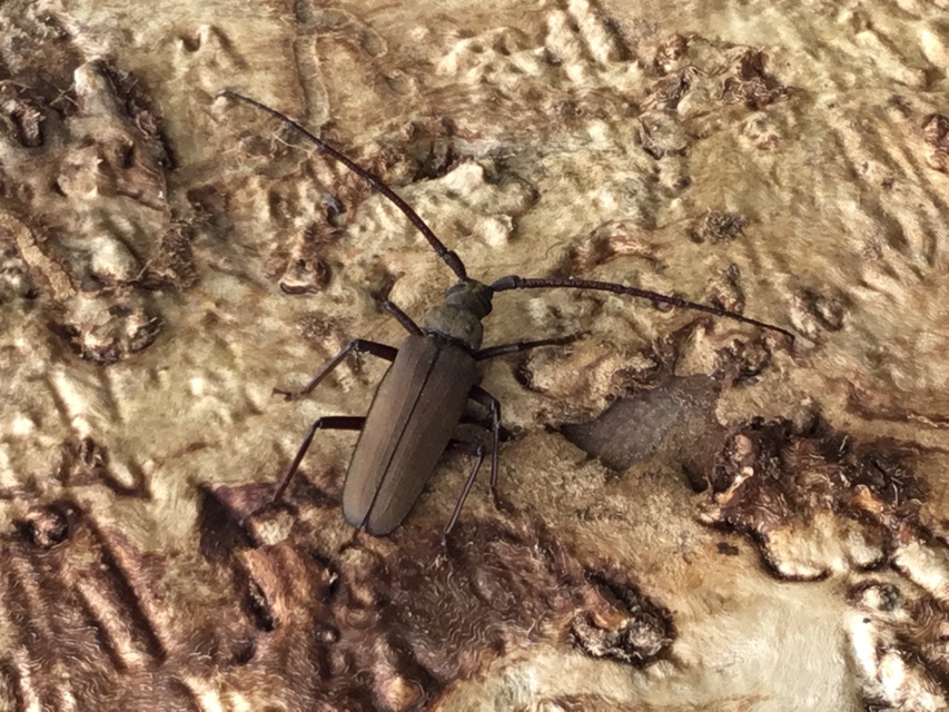 Aegosoma scabricorne - diófacincér