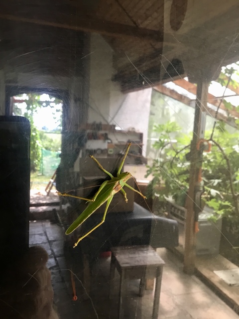 Tettigonia viridissima - zöld lombszöcske