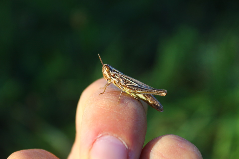 Euchorthippus declivus - rövidszárnyú rétisáska