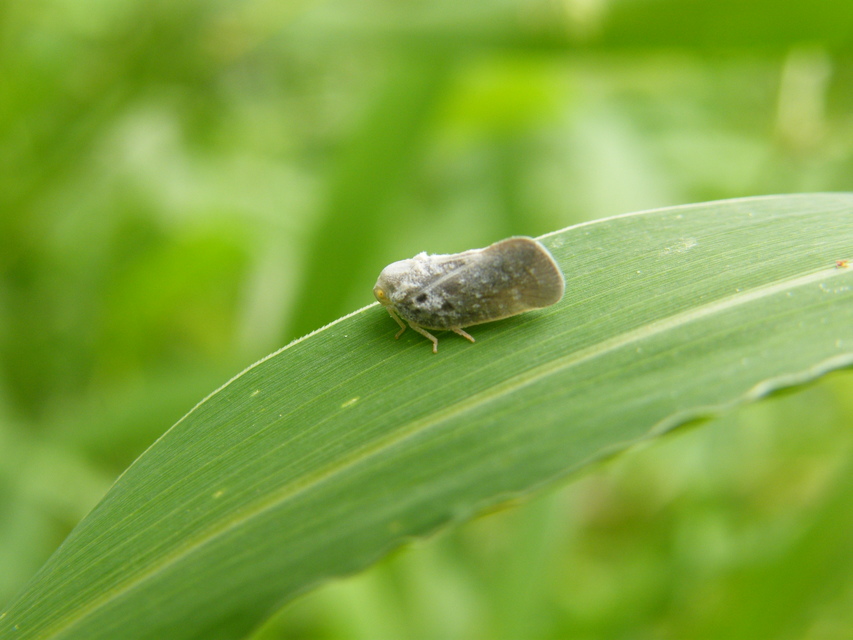 Metcalfa pruinosa - amerikai lepkekabóca