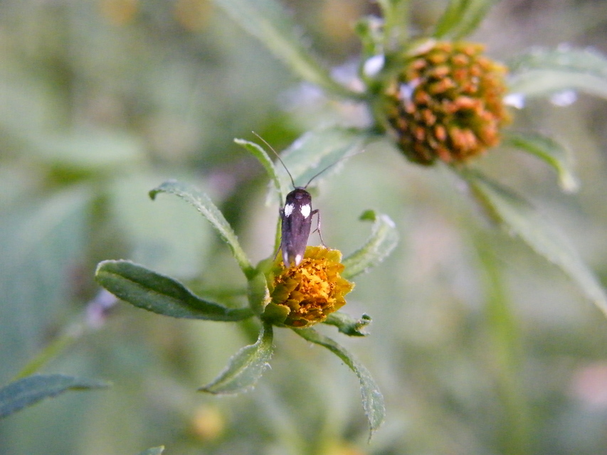 Scythris sinensis - aranyfarú zöldmoly