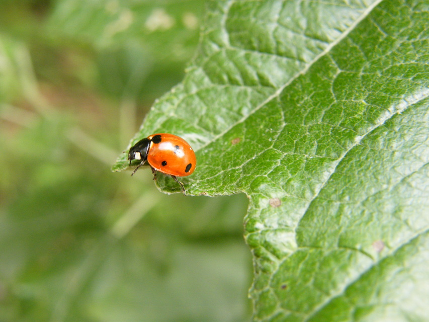 Coccinella septempunctata - hétpettyes katica