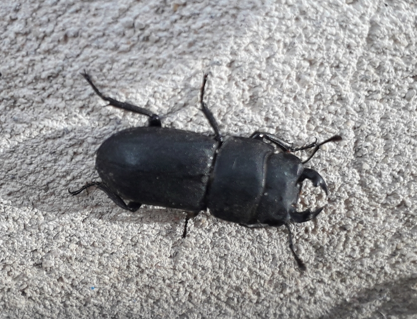 Dorcus parallelipipedus - kis szarvasbogár