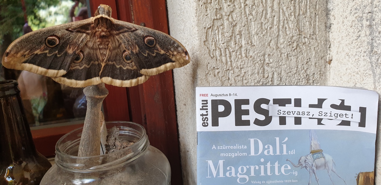 Saturnia pyri - nagy pávaszem
