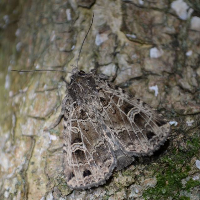 Naenia typica - hálózatos sóskabagoly