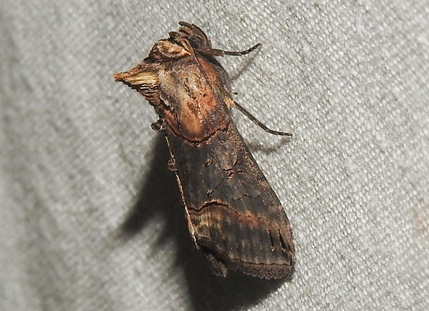 Abrostola triplasia - közönséges csalánbagoly