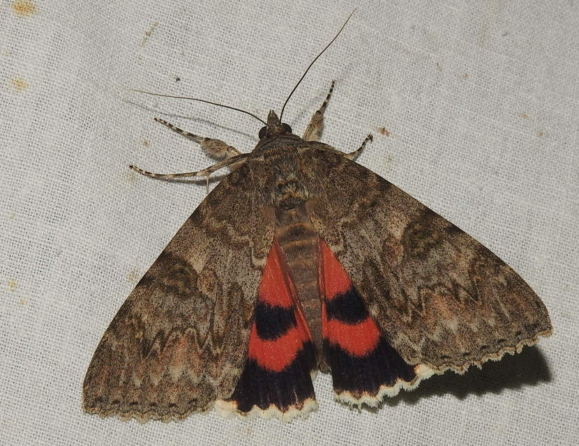 Catocala nupta - piros övesbagoly