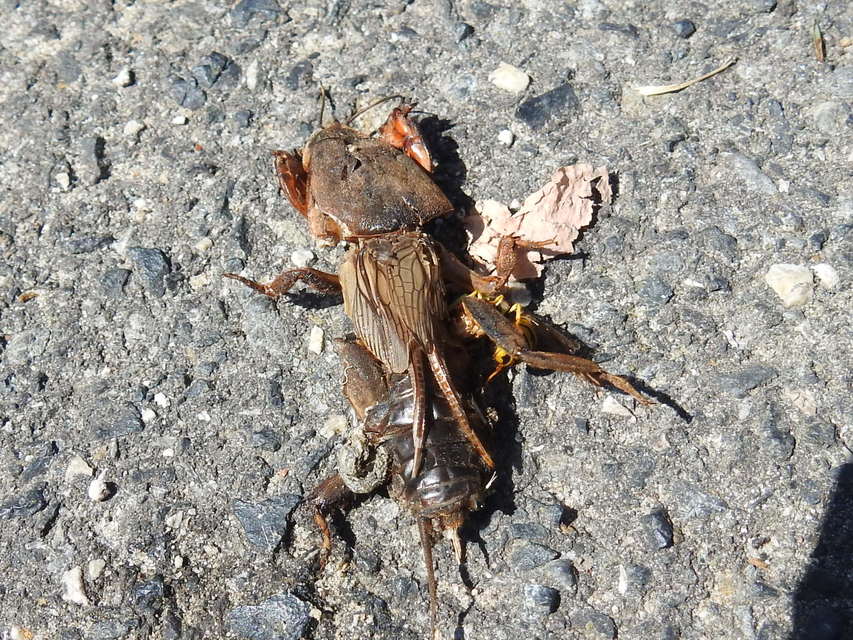 Gryllotalpa