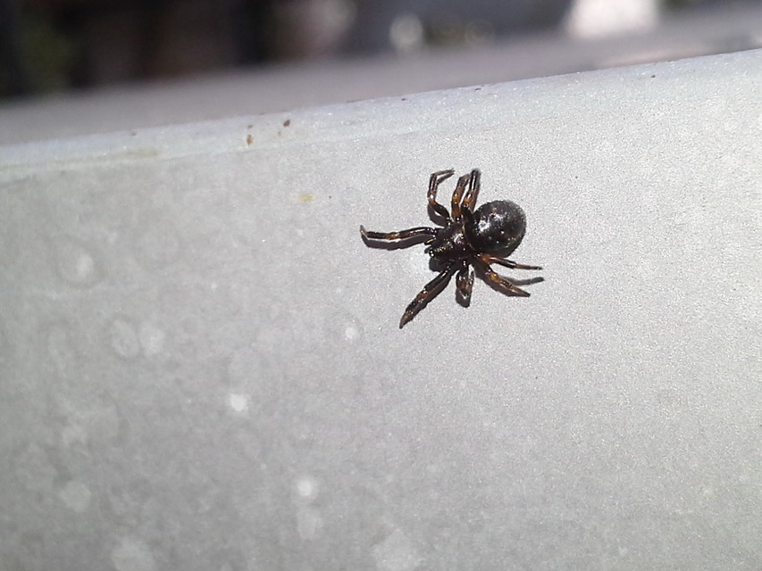 Asagena phalerata/meridionalis