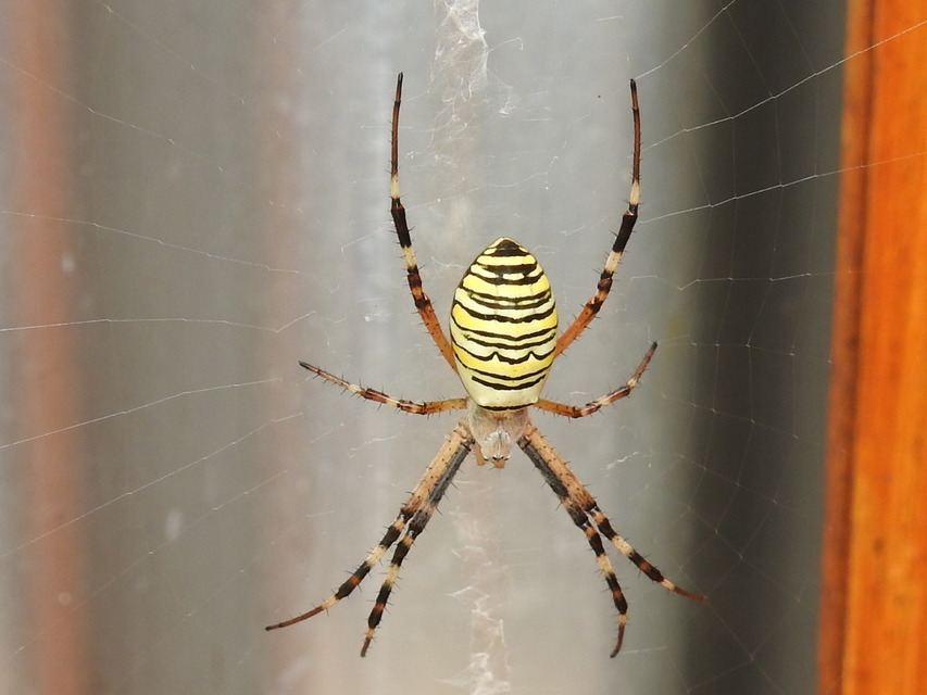 Argiope bruennichi - darázspók