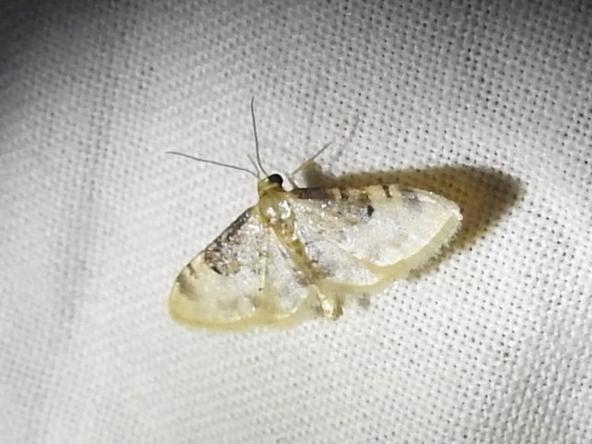 Idaea filicata - sötéttövű apróaraszoló