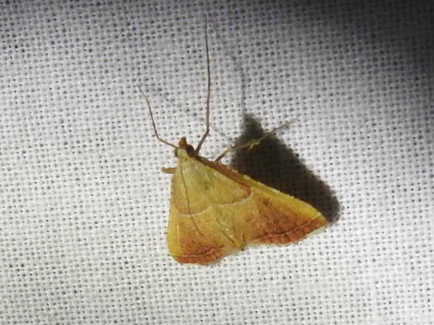 Endotricha flammealis - tüzesszárnyú fényilonca