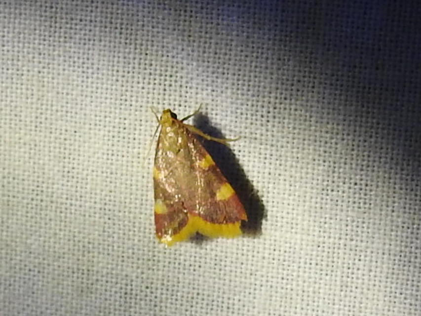 Hypsopygia costalis - szénailonca