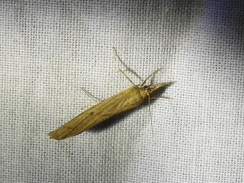 Pediasia contaminella - mocskos fűgyökérmoly